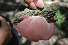Auricularia fuscosuccinea