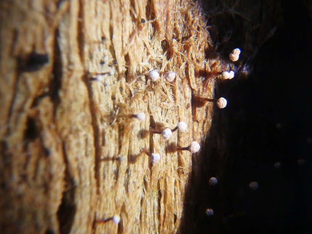 Peronella lesueuri　殻 The Cayenne Keyhole Limpet - Bailey-Matthews National Shell Museum