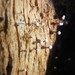 Sclerophora peronella - Photo 由 Ashlea Viola 所上傳的 (c) Ashlea Viola，保留部份權利CC BY-NC