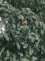 Swietenia macrophylla