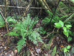 Asplenium lamprophyllum