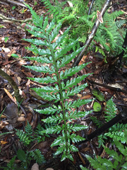 Asplenium lamprophyllum