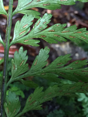 Asplenium lamprophyllum