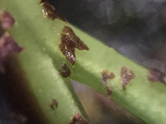 Asplenium lamprophyllum