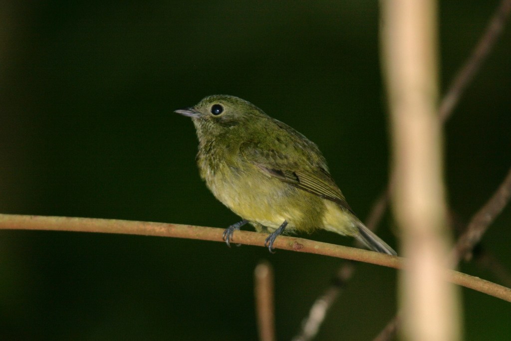 Saltarín Verde, Cryptopipo holochlora
