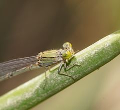 Pseudagrion aureofrons