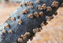 Cyphellaceae