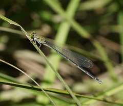 Pseudagrion aureofrons