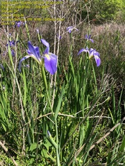 Iris hexagona