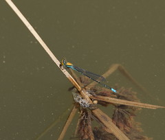Pseudagrion aureofrons