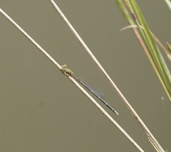 Pseudagrion aureofrons