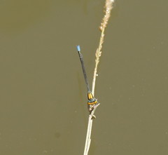 Pseudagrion aureofrons