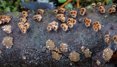 Cyphellaceae