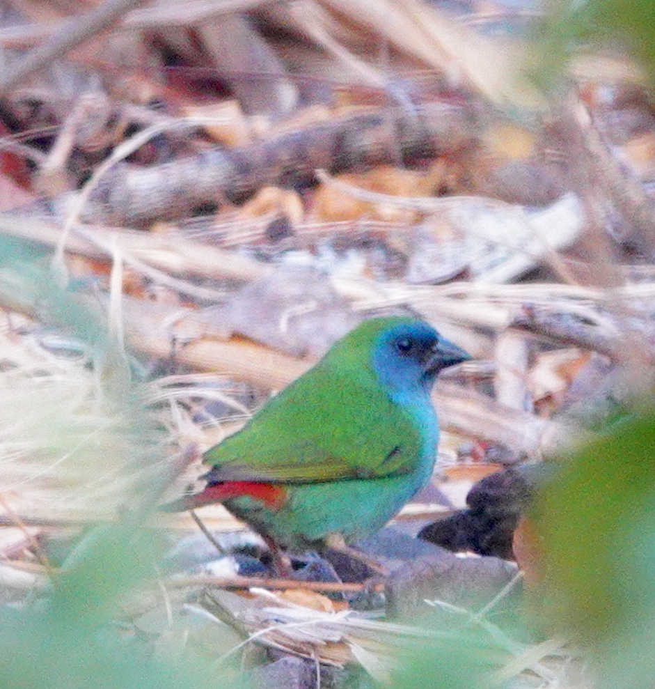 Tricoloured Parrotfinch illustration