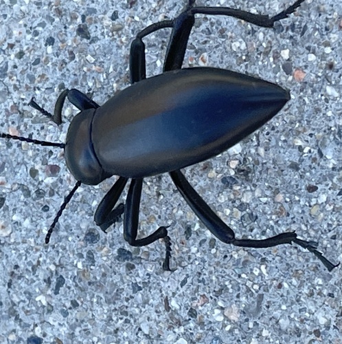 Eleodes gigantea photo 2