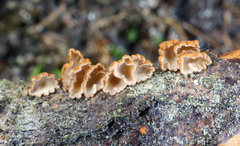 Cyphellaceae