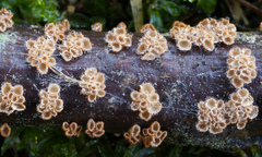 Cyphellaceae