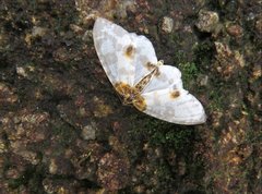 Abraxas amicula-illuminata