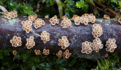 Cyphellaceae