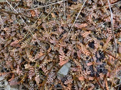 Acaena saccaticupula