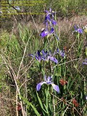 Iris hexagona
