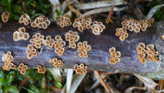 Cyphellaceae
