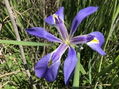 Iris hexagona