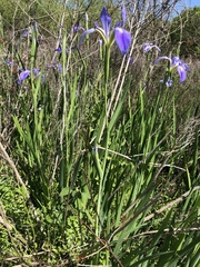 Iris hexagona
