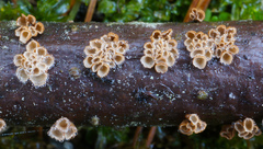Cyphellaceae