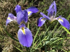 Iris hexagona