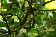 Rhynchocyclus olivaceus