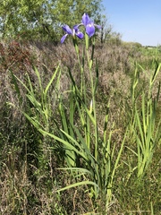Iris hexagona