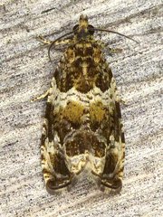 Olethreutes valdanum