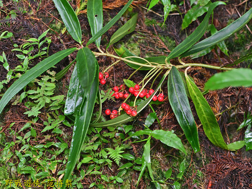 Ardisia crispa