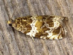Olethreutes valdanum