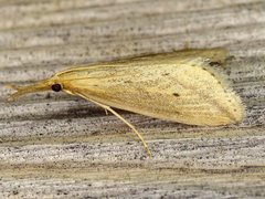 Donacaula longirostrallus