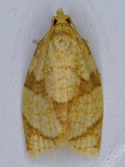 Adoxophyes negundana