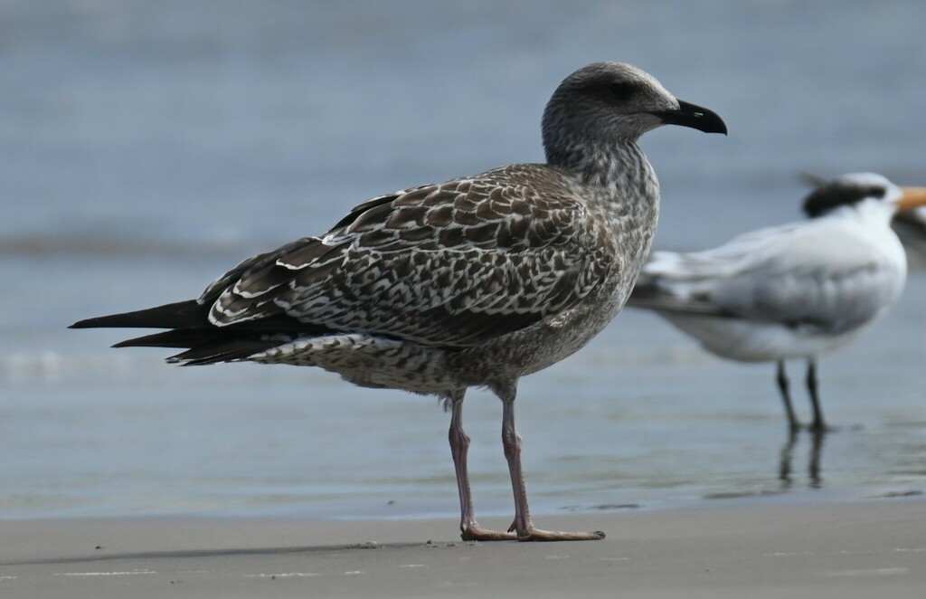 Herring Gull from Padre Island, Corpus Christi, TX, USA on October 23