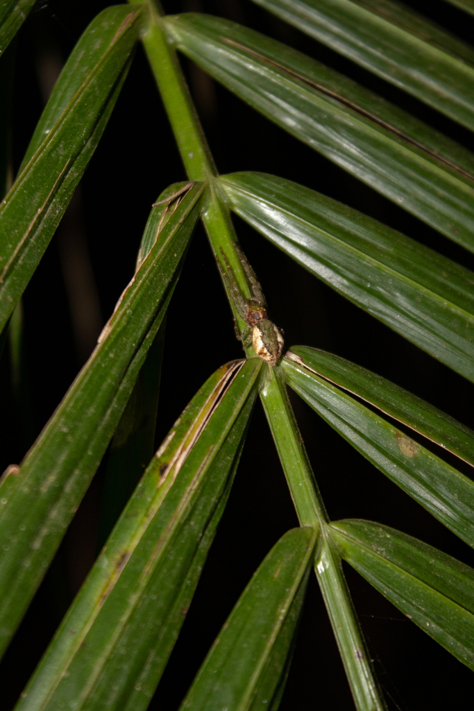 Tmarus caxambuensis