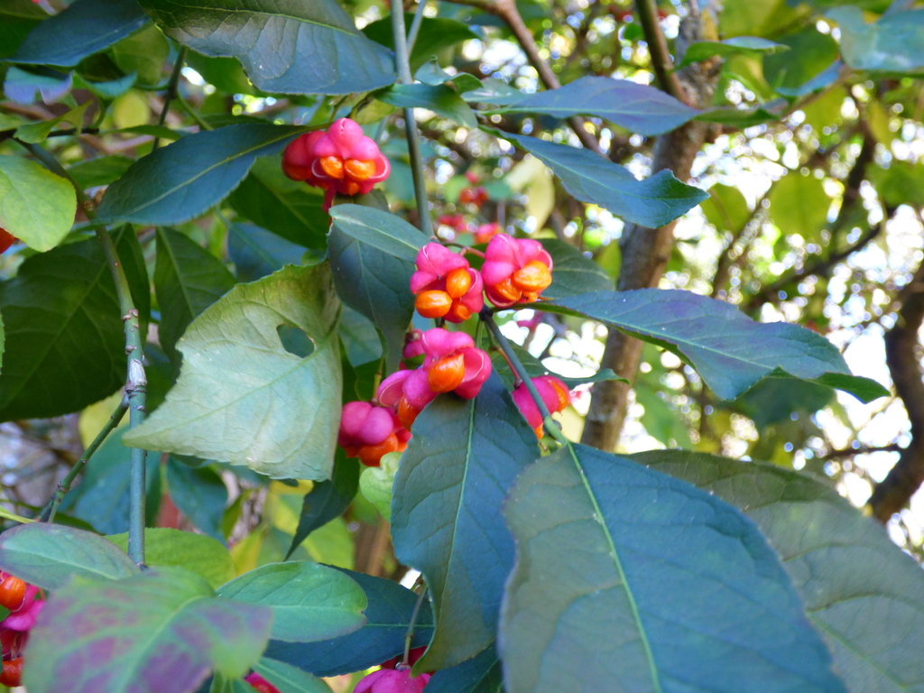 Euonymus europaeus