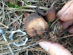 Plicaria endocarpoides