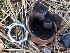 Plicaria endocarpoides