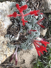 Astragalus coccineus