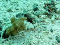 Corythoichthys intestinalis