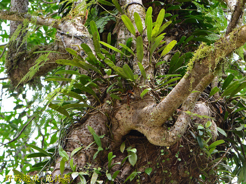 Bulbophyllum affine iNat (3)