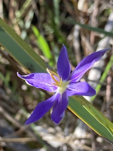 Nemastylis floridana, photograph 4