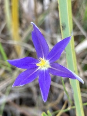 Nemastylis floridana, photograph author not stated, no rights reserved