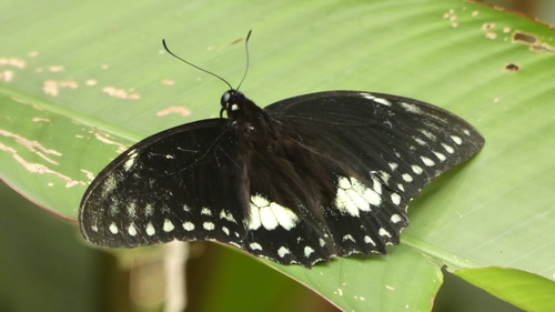 Papilio birchallii image