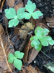Ranunculus sierrae-orientalis