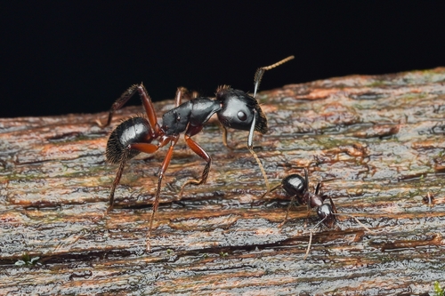 Camponotus rufifemur